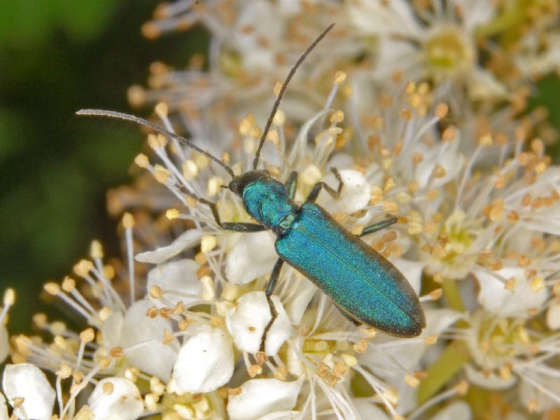 Oedemeridae: Chrysanthia viridissima